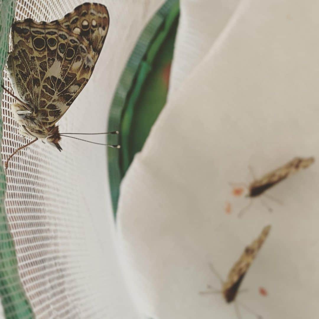 アマンダ・リゲッティのインスタグラム：「A butterfly is born. #paintedladies 🦋」