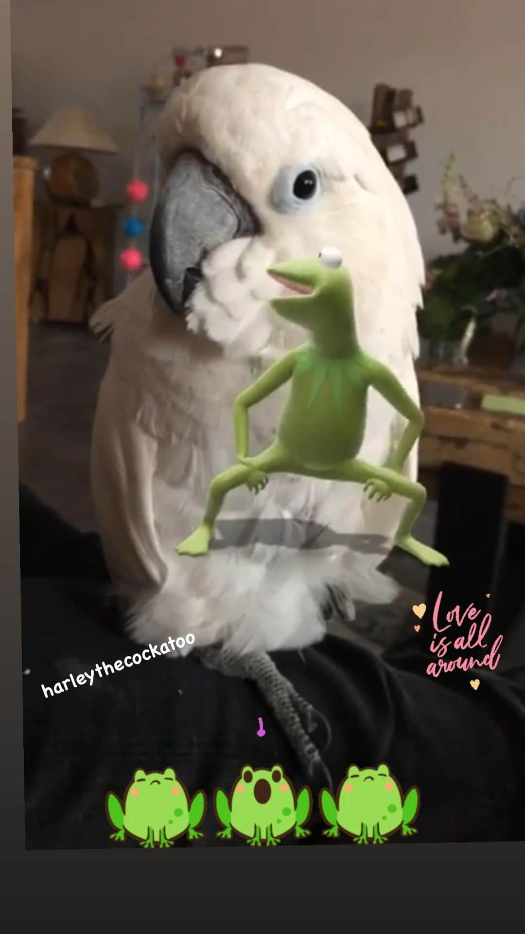 ? Enjoy Harley's Lifeのインスタグラム：「🐸🐸Love is All 🐸🐸」