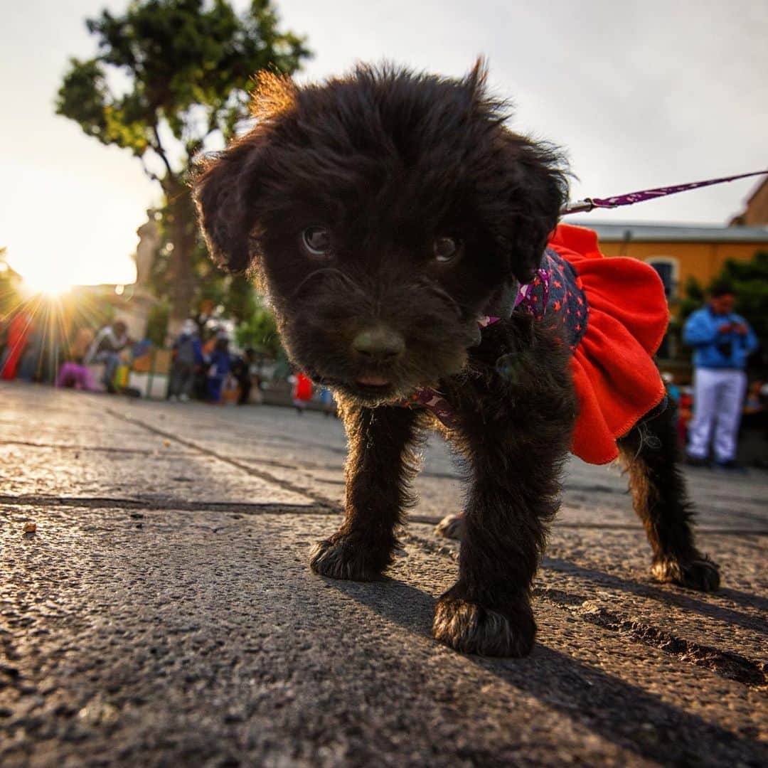 Keith Ladzinskiのインスタグラム：「Poodle in a tutu, what’s not to love? Spotted this little angel while walking around #LaPaz Bolivia 🇧🇴」