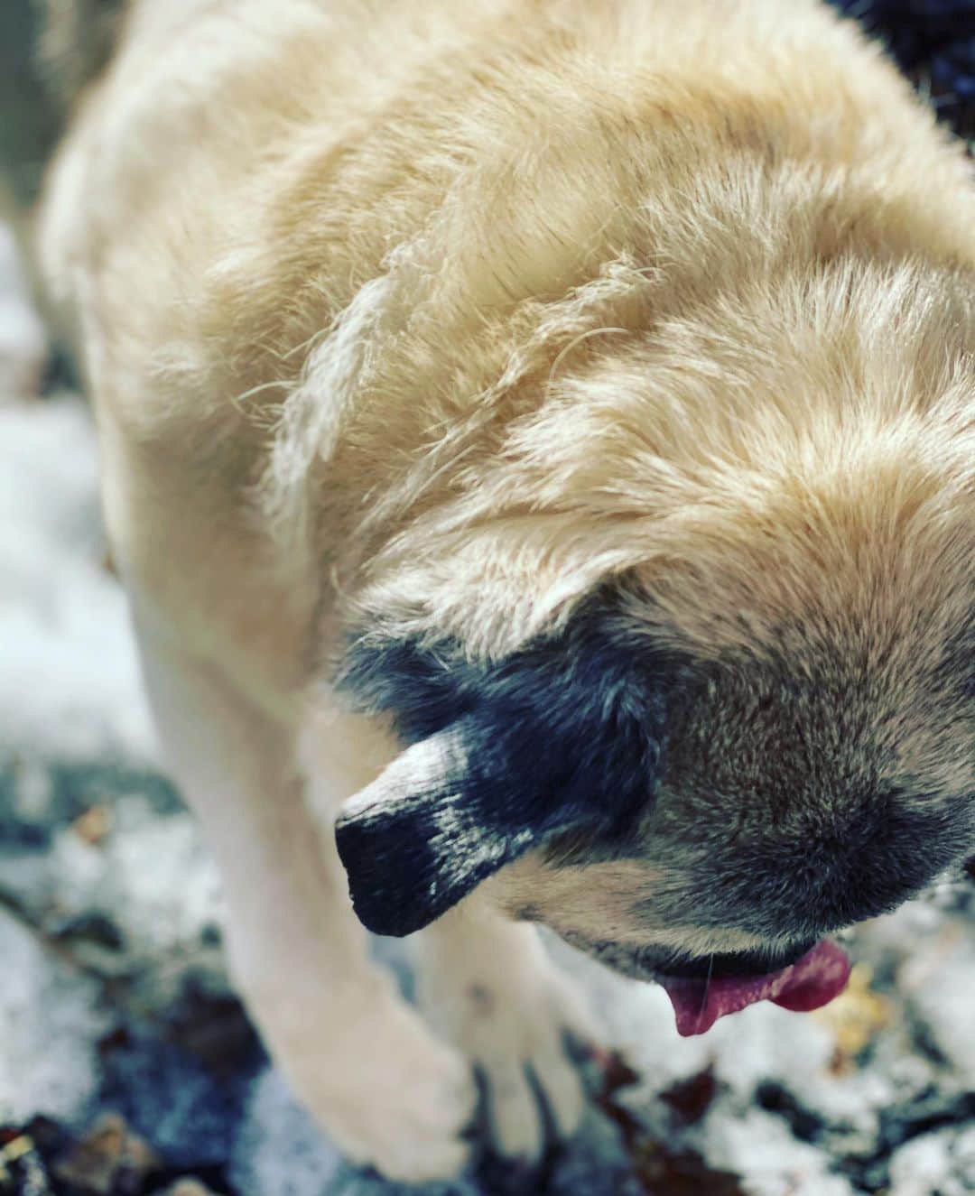 pugsofinstagramのインスタグラム：「Tonka this AM. 💕」