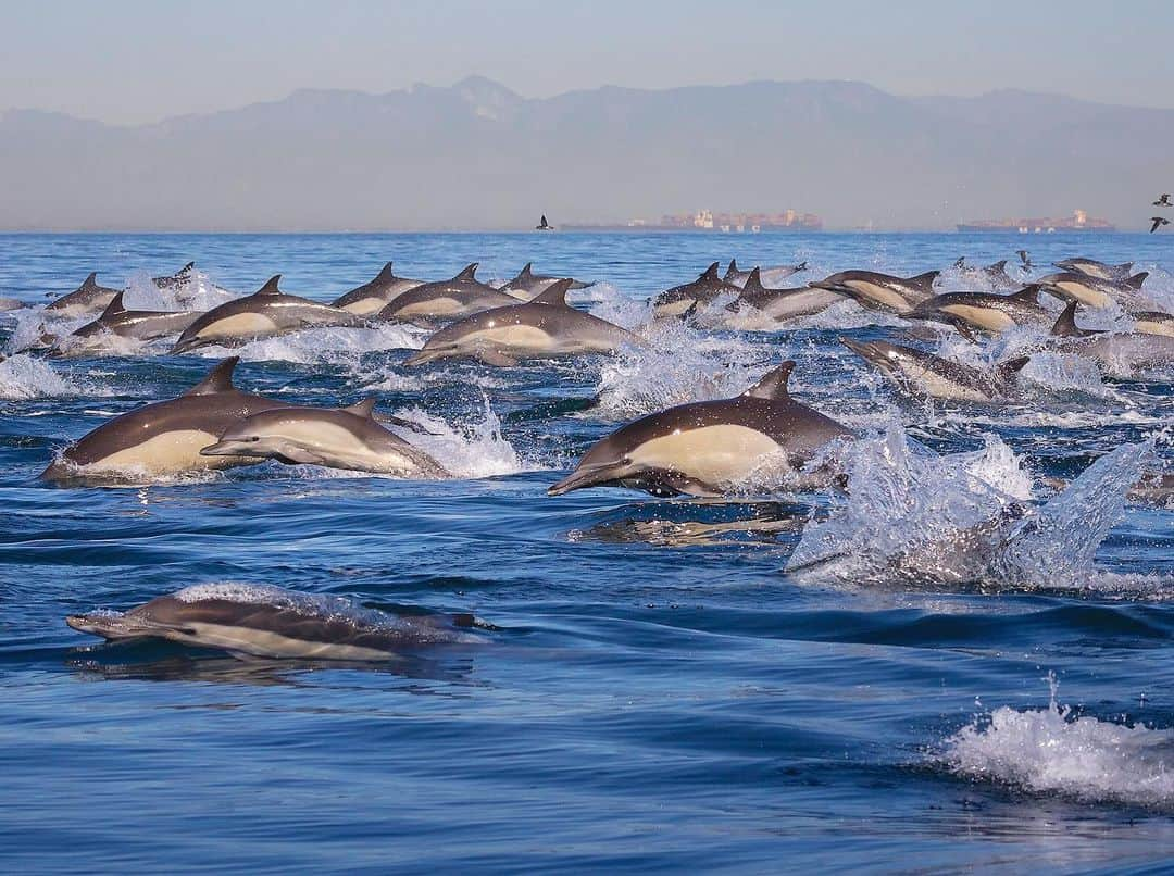 Chase Dekker Wild-Life Imagesのインスタグラム：「There is nothing quite like witnessing a true dolphin stampede. Dolphins are always on the move, but when the dinner bell rings or predators are nearby (these are the reasons we believe), dolphins will begin flying out of the water at blazing fast speeds. Dolphins meet less resistance in air than in water, so this method of traveling seems to make it easier for the dolphins to make a quick break. When I went to Southern California looking for dolphins, this event was obviously the Holy Grail of sightings and when it actually happened, I could hardly believe it!  Special thanks to @lawofthelandnsea @planetwhale @seataceans and @newportcoastaladventure for making it awesome! Can’t recommend these guys enough!  #naturephotography #whales #nature #animal #earthpix #teamcanon #oceana #dolphin #oceanlife #pacificocean #natgeoyourshot #animalphotography #oceanlove #westcoast #madeofocean #ocean #discoverocean #natgeo #oceanphotography #wildlifephotography #tourtheocean #wildlife #wildlife_seekers #dolphins #whalewatching #california #whale #oceanconservation #newportbeach」