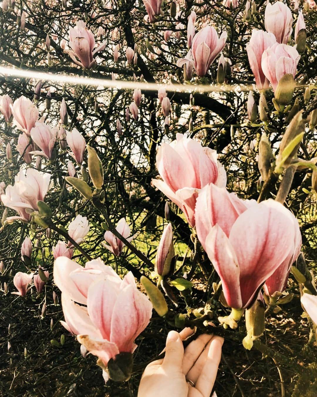 ル・モンサンミッシェルさんのインスタグラム写真 - (ル・モンサンミッシェルInstagram)「Cette saison, nous nous sommes inspirés des fleurs de nos jardins pour élaborer nos gammes de couleurs tendres et délicates. 🌷  Et on a eu une folle envie de rose poudré, féminin et poétique à la fois.  _____  This season, we were inspired by the flowers in our gardens to develop our range of soft and delicate colors.  And we had a crazy craving for powdered pink, feminine and poetic at the same time.  #lemontstmichel  #lifestyle #flowers #cottagecore #cottagecoreaesthetic #naturecore #slowlife #bretagne」2月26日 2時00分 - lemontstmichel