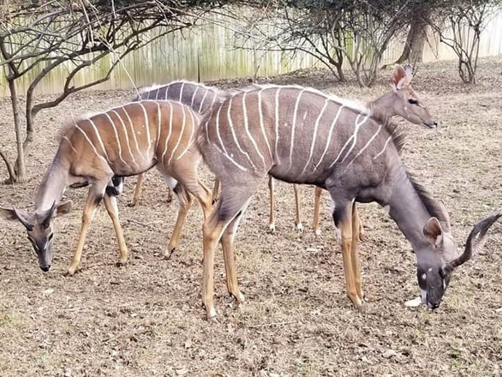 スミソニアン国立動物園さんのインスタグラム写真 - (スミソニアン国立動物園Instagram)「🦌 Lesser kudu brothers Kushukuru and Toba are growing up! Keep up with the kudu (and check out more family portraits 📸) in this update from the Cheetah Conservation Station team. ✏️STORY: https://s.si.edu/2P2CaHb. (Link in bio.)」2月26日 2時00分 - smithsonianzoo