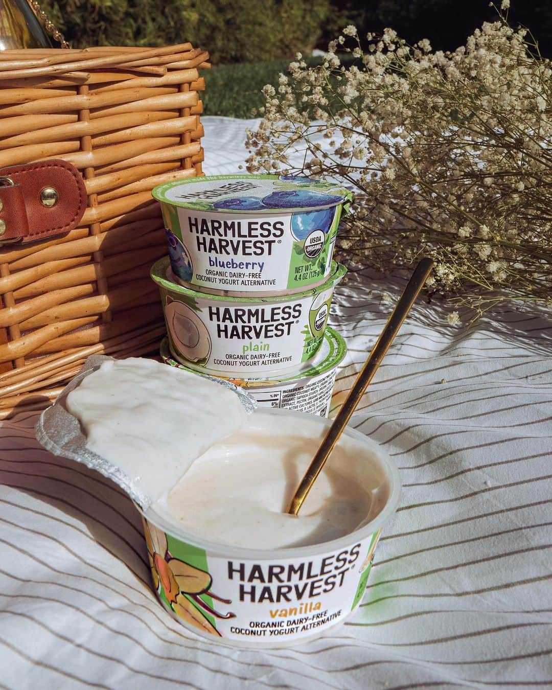 ヴェール・ゲンタさんのインスタグラム写真 - (ヴェール・ゲンタInstagram)「I now find any reason to have a picnic and today my reason is @harmlessharvest new single serving dairy-free yogurt cups 😋 you guys know me, you know I’m such a fan of Harmless Harvest so when I heard about this new coconut yogurt I had to try it. You guys..it’s so freakin good, the consistency & texture is unreal. It truly hits different than any other plant based alternative out there 👏🏼They currently come in four different flavors..Blueberry, Strawberry, Vanilla and Plain! Which do you want to try? #HarmlessHitsDifferent」2月26日 2時21分 - valegenta