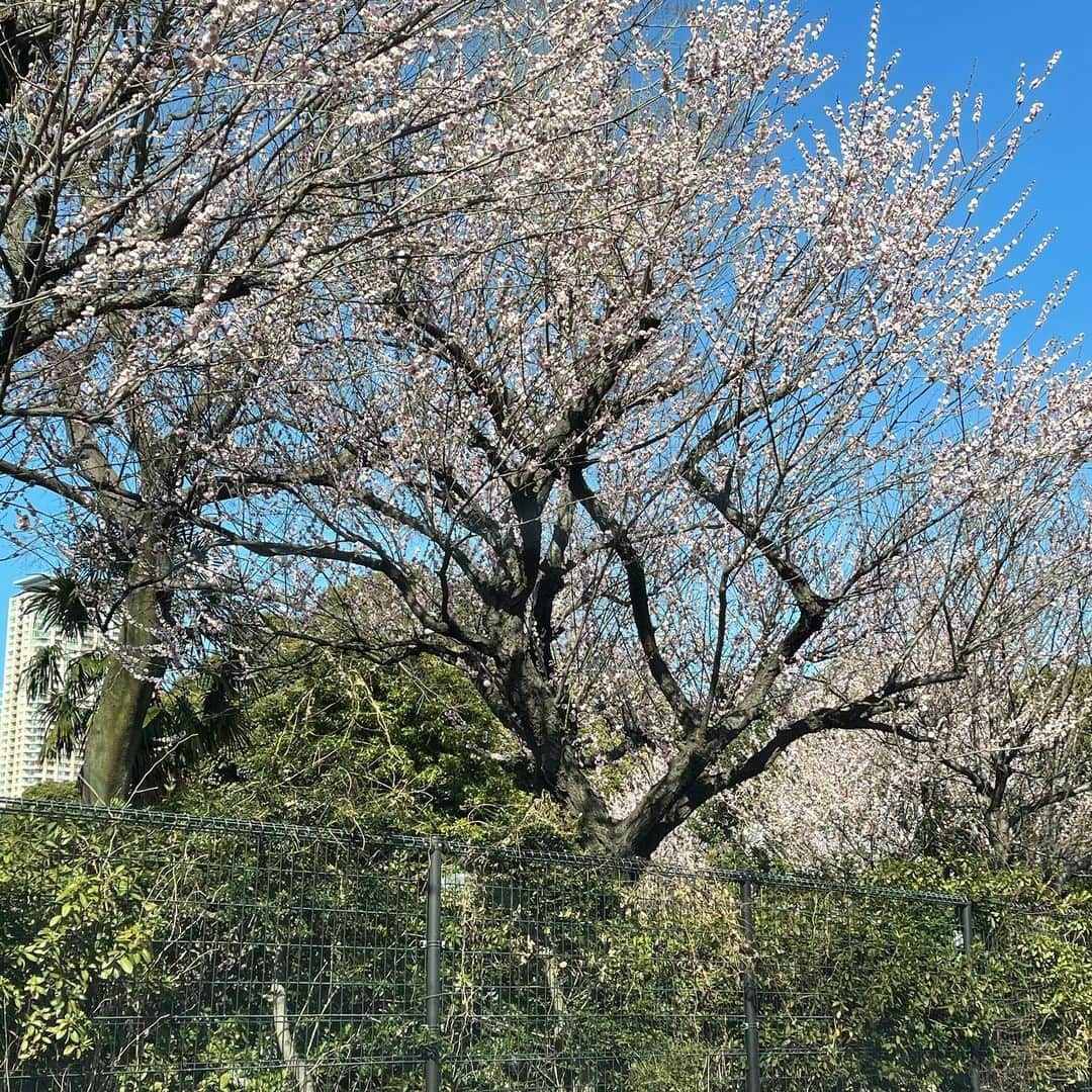 安倍宏行さんのインスタグラム写真 - (安倍宏行Instagram)「#青山霊園　これは桜？？」2月26日 2時24分 - higeabe