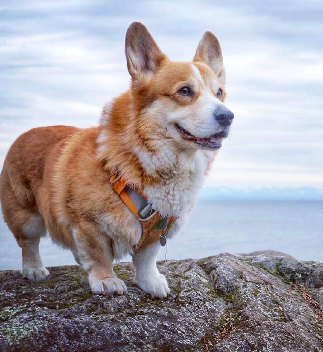 DogsOf Instagramさんのインスタグラム写真 - (DogsOf InstagramInstagram)「Hey, corgeous! 😍🍑   Swipe ⏩ for 10 fluffy Corgi pictures you NEED in your life!  Choosing just 10 submissions wasn’t easy, so we’ll be including even MORE fluffy corgi pics on our blog. Stay tuned for more details!  📸: @jess.colvin 📸: @marvelousmaisiethecorgi  📸: @ciao_atlas  📸: @thebrooklyncorgi  📸: @a.collie.n.2.corgis  📸: @augietheecorgi  📸: @mochiloaf  📸: @breadloafcorgi  📸: @lolkait  📸: @rigby.corgi   #corgeouscorgis #corgisofinstagram #dogsofinstagram #fluffycorgi #corgicommunity #corgiclub #fluffycorgiclub」2月26日 2時31分 - dogsofinstagram