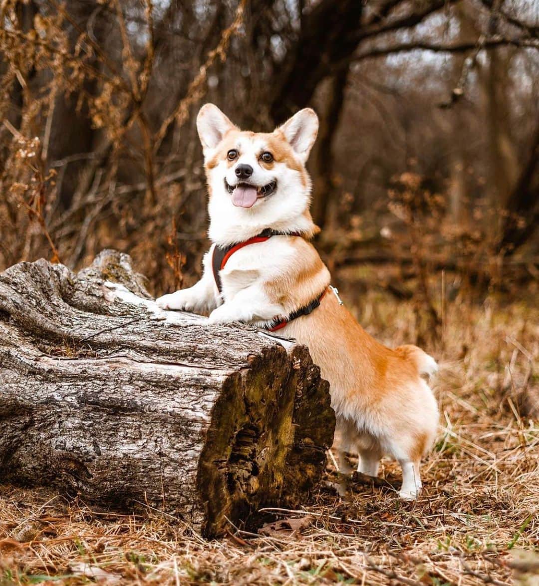 DogsOf Instagramさんのインスタグラム写真 - (DogsOf InstagramInstagram)「Hey, corgeous! 😍🍑   Swipe ⏩ for 10 fluffy Corgi pictures you NEED in your life!  Choosing just 10 submissions wasn’t easy, so we’ll be including even MORE fluffy corgi pics on our blog. Stay tuned for more details!  📸: @jess.colvin 📸: @marvelousmaisiethecorgi  📸: @ciao_atlas  📸: @thebrooklyncorgi  📸: @a.collie.n.2.corgis  📸: @augietheecorgi  📸: @mochiloaf  📸: @breadloafcorgi  📸: @lolkait  📸: @rigby.corgi   #corgeouscorgis #corgisofinstagram #dogsofinstagram #fluffycorgi #corgicommunity #corgiclub #fluffycorgiclub」2月26日 2時31分 - dogsofinstagram