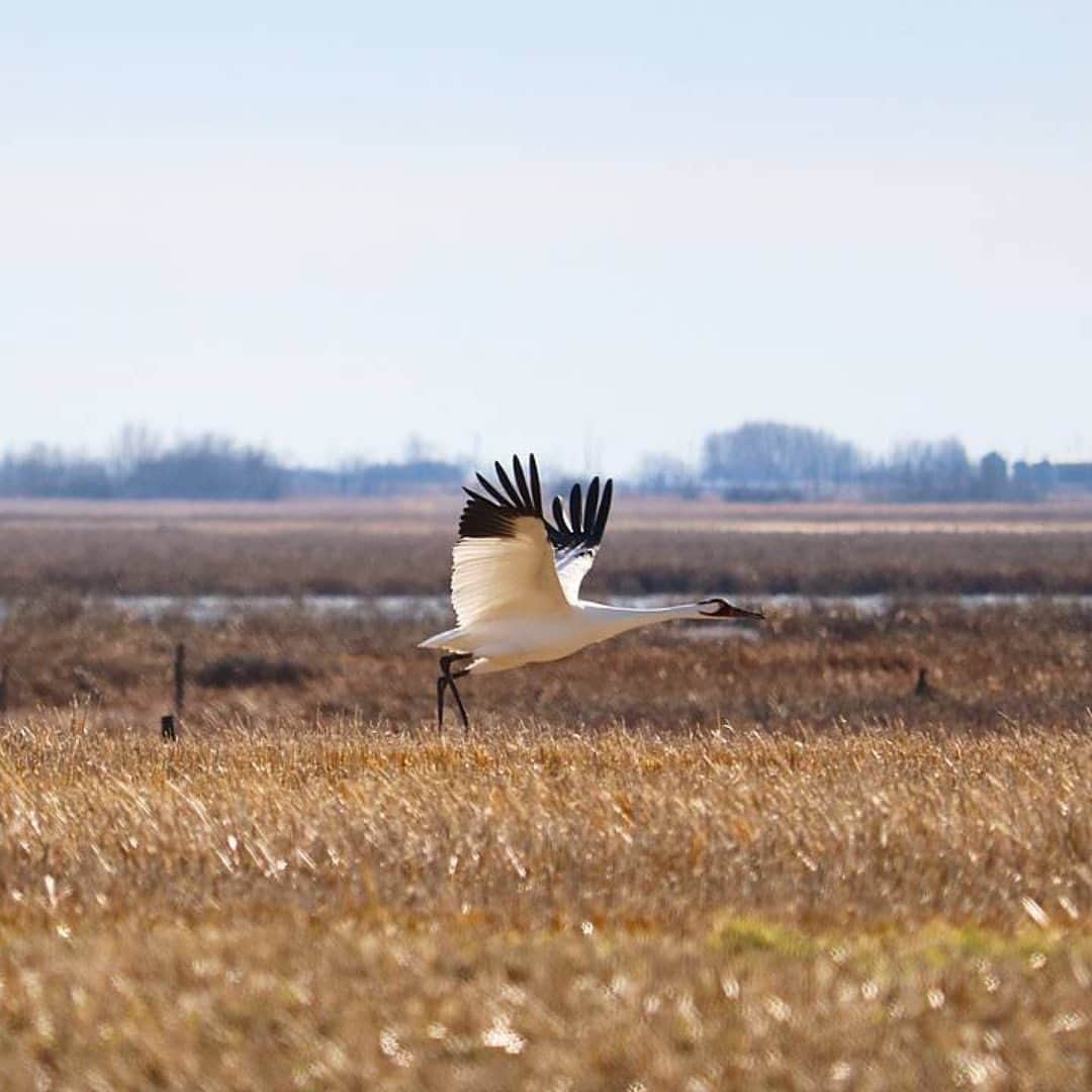 Explore Canadaさんのインスタグラム写真 - (Explore CanadaInstagram)「This week's #CanadaSpotlight touches on one of Canada’s great travellers, whooping cranes and semipalmated sandpipers! This is the final part of a three part series about animals that travel long distances regularly in or through Canada.⁠⠀ ⁠⠀ 💚 Semipalmated Sandpiper: As one of Canada’s smallest shorebirds, the Semipalmated Sandpiper is easily recognizable with a short neck, long legs, and a thin bill. Found in central and eastern Canada, particularly in late summer, they travel in enormous flocks, sometimes totalling over 200,000 birds. They form a spectacular sight as the change direction in flight, creating a mesmerizing effect. During migration, this bird often flies in large flocks over the Atlantic to South America - a nonstop journey spanning over 3,000km (1,864m)! ⁠⠀ ⁠⠀ 💛 Whooping Crane: This endangered species is the tallest bird in North America, standing almost 1.5m tall with a two-metre wingspan. With a pure white body and tail, the Whooping Crane can be identified by its bright red crown and black ‘moustache’, wingtips and legs. Throughout the summer the original flocks of Whooping Cranes nest in Wood Buffalo National Park, located on the Alberta-Northwest Territories border. They then migrate to the southern US for the winter months!⁠⠀ ⁠⠀ Are you a keen birdwatcher? Tell us about your favourite bird watching experiences in Canada in the comments! ⁠⠀ ⁠⠀ #CanadaNice #ExploreCanada⁠⠀ ⁠⠀ *Know before you go! Check the most up-to-date travel restrictions and border closures before planning your trip and if you're travelling in Canada, download the COVID Alert app to your mobile device.*⁠⠀ ⁠⠀ 📷: @danielhoxton, @andreaudet, @marshphotos, @kateluff⁠⠀ 📍: @ontariotravel, @destinationnb, @tourismsask⁠⠀ ⁠⠀ #DiscoverON #ExploreNB #ExploreSask⁠⠀」2月26日 2時33分 - explorecanada