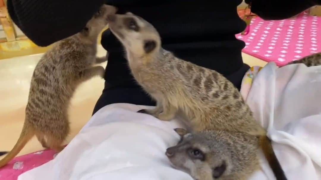 TOKiMONSTAのインスタグラム：「I’m not one to show a lot of skin, but these meerkats r lil Casanova’s. If you’re not a meerkat, don’t even...」
