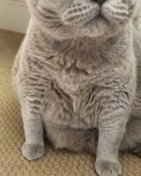 のインスタグラム：「Because #caturdays are too far apart these days 😹#keepwatching #soundon #purrssday #fatlump 🚁🚁🚁🚁🚁」