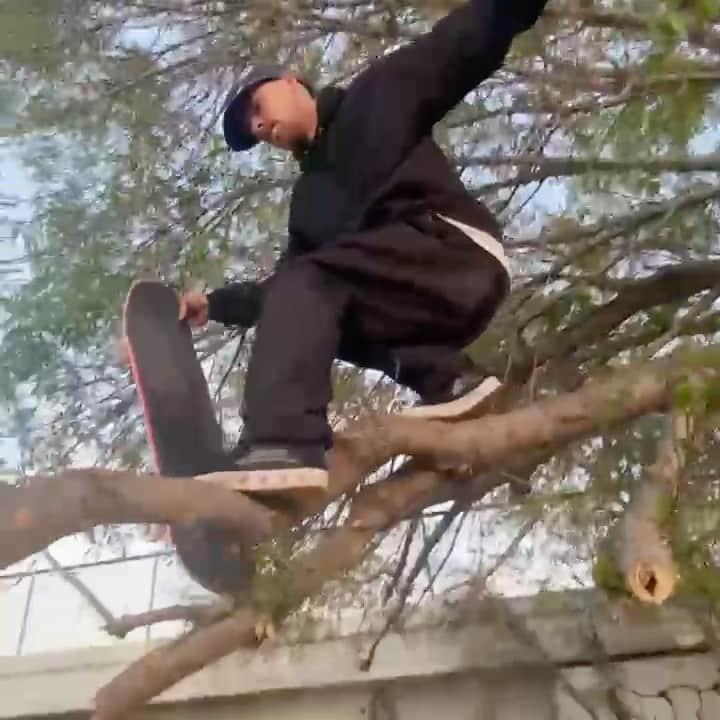 ラカイリミテッドフットウェアのインスタグラム：「🌳🌳🌳 @coldchapman  #Lakai #TheShoesWeSkate」