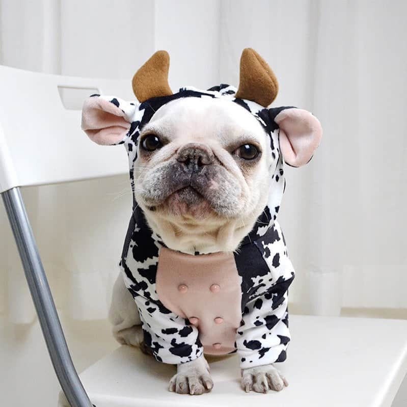 Regeneratti&Oliveira Kennelのインスタグラム：「Cow French Bulldog Hoodie 🐄🐄🐄 Exclusive in @frenchie.world shop 🛍🛍🛍 👉 LINK IN @frenchie.world shop BIO 🔝 . . . . . #frenchbulldog #french_bulldogs #frenchie #frenchies #frenchieworld #frenchbulldoglife #frenchbulldoglove #frenchiesofinstagram #frenchie_photos #frenchielove #frenchielovers #frenchiemagazine #ブヒブヒ倶楽部公式 #フレンチブルドッグ #フレンチブルドッグパイド #フレンチブルドッグブリンドル #多頭飼い #犬服 #犬服ハンドメイド #どんぐり帽子 #ベアーボア帽」