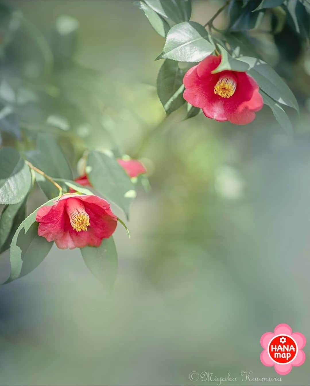 はなまっぷ❁日本の花風景さんのインスタグラム写真 - (はなまっぷ❁日本の花風景Instagram)「🌸はなまっぷ🌸 * @miyako_koumura さんの 花のある風景に花まるを💮 * 真っ赤な花びらが品のある美しい椿の花をありがとうございます😊🌸 * 🌼椿の花言葉📝🌼 控えめな素晴らしさ * 🌹緊急事態宣言が解除されるまで、季節を問わず過去のお写真も含めてご紹介させていただきます🌺 * 🌸•••🌸•••🌸•••🌸•••🌸•••🌸 * いつも素敵なお花をありがとうございます😊 #はなまっぷ #日本の美しい花風景#花のある風景#花#花言葉#風景#椿 * 🌸••••••お知らせ••••••🌸 * はなまっぷ本第3弾 世界中に贈りたい　花の絶景100 大好評発売中！！ Amazonからご購入いただけます📖 （@hanamap プロフィール欄にURL有） 日本の美しい花風景がたっぷり100ヶ所🌸 ぜひご覧ください😄」2月26日 8時50分 - hanamap