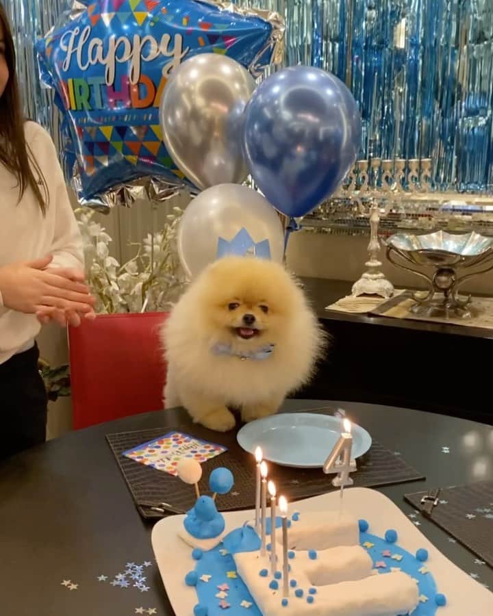 Shilaのインスタグラム：「Join the Eddie’s 4th birthday pawty!! 😃🎉.. Happy birthday our sweet boy! Wish you a healthy , happy and long life with us! 🤗❤️..enjoy the mommy’s homemade birthday cake for pups! 😉😃」