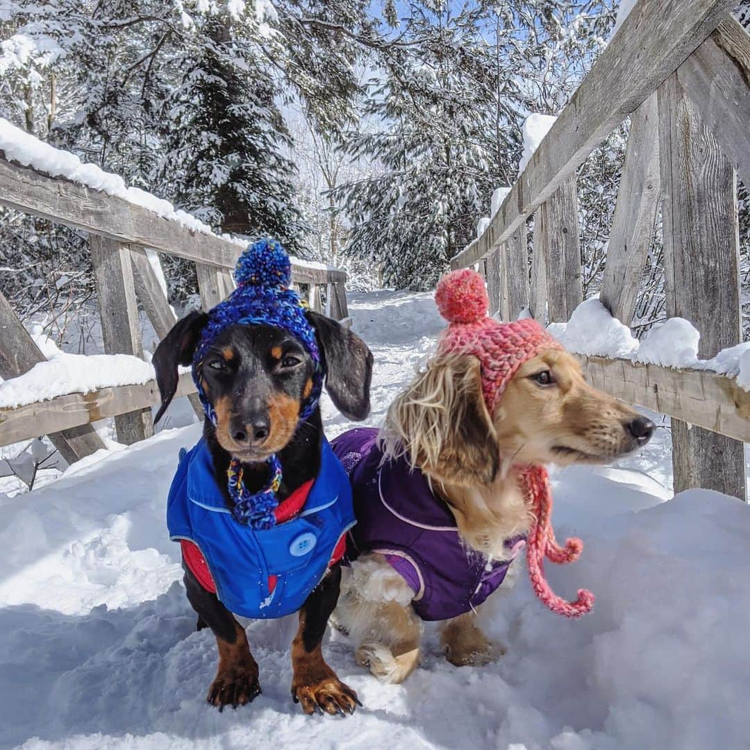 Crusoe the Celebrity Dachshundのインスタグラム：「“Making the best of winter until I can go somewhere warm!” ~ Crusoe」