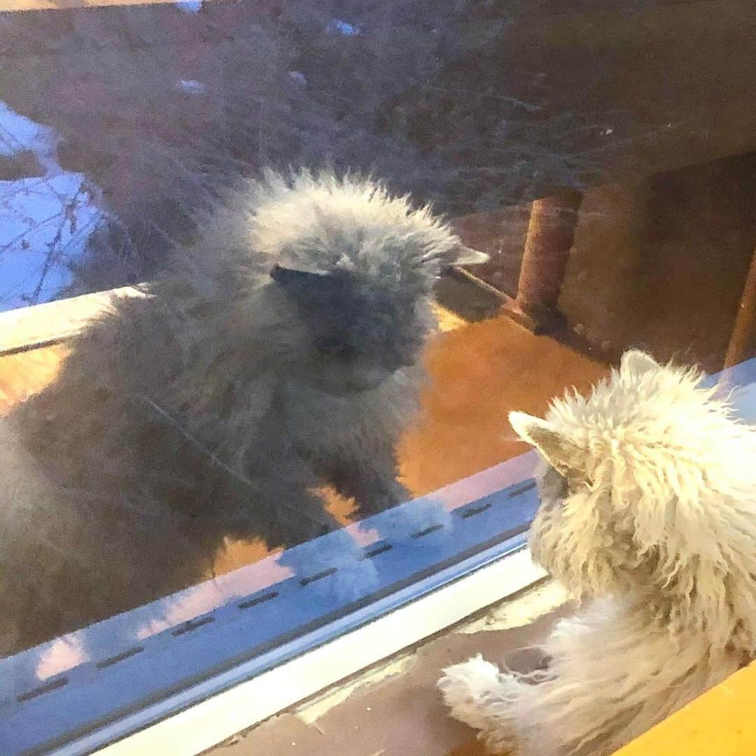 アルベルトのインスタグラム：「What is that white fluffy stuff out there? Looks pretty, yet cold. You know, a bit like me perhaps. #pompousalbert」