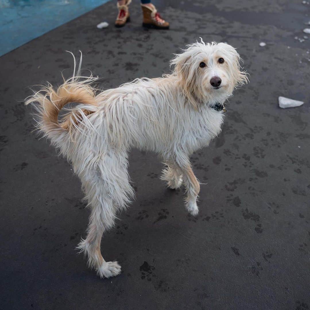 The Dogistさんのインスタグラム写真 - (The DogistInstagram)「Lawrence, Afghan Hound mix (2 y/o), Leroy Street Dog Run, New York, NY • “He caught a pigeon once. My wife screamed. She knocked it out of his mouth and it flew away.” A rescue from Philadelphia, PA」2月26日 4時43分 - thedogist