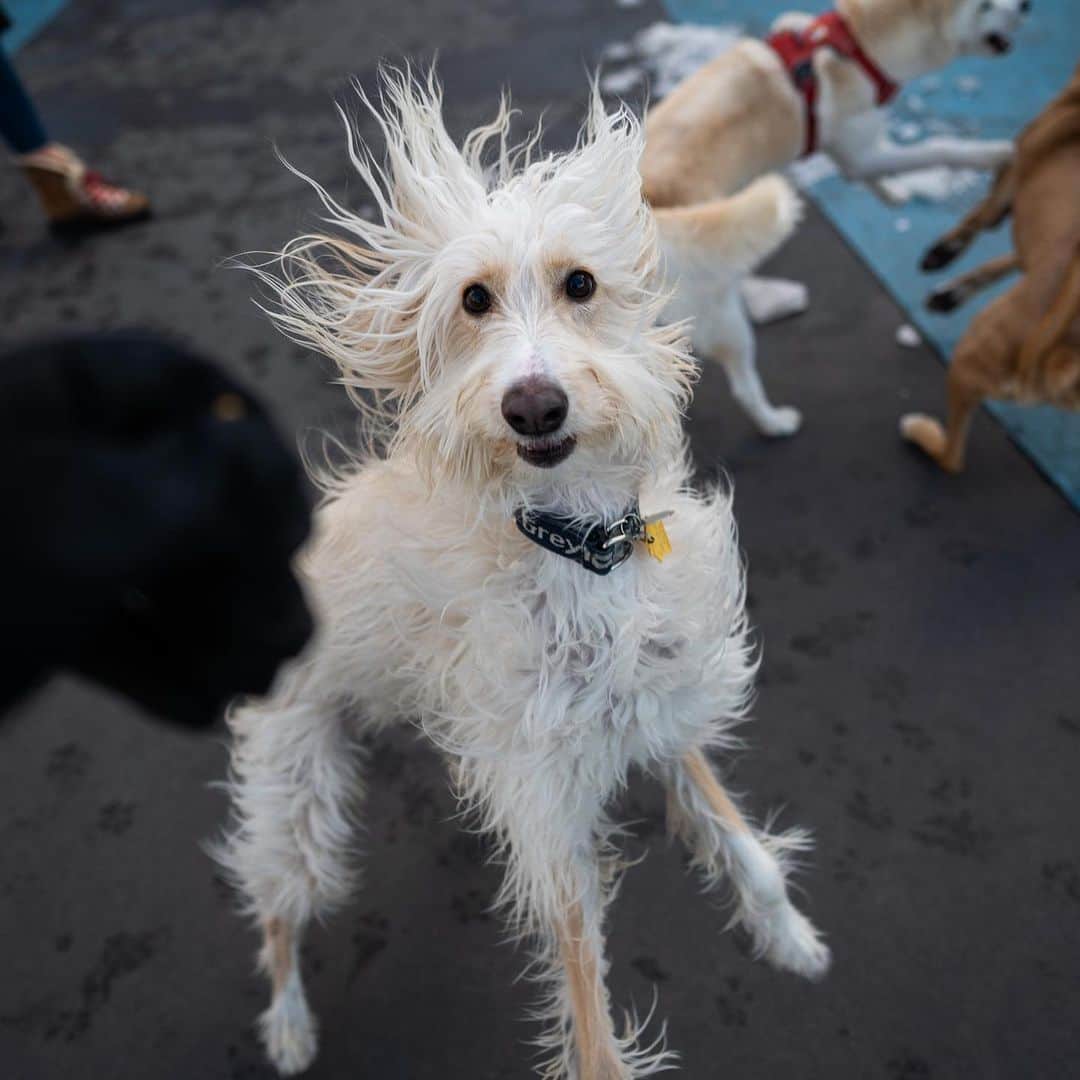 The Dogistさんのインスタグラム写真 - (The DogistInstagram)「Lawrence, Afghan Hound mix (2 y/o), Leroy Street Dog Run, New York, NY • “He caught a pigeon once. My wife screamed. She knocked it out of his mouth and it flew away.” A rescue from Philadelphia, PA」2月26日 4時43分 - thedogist