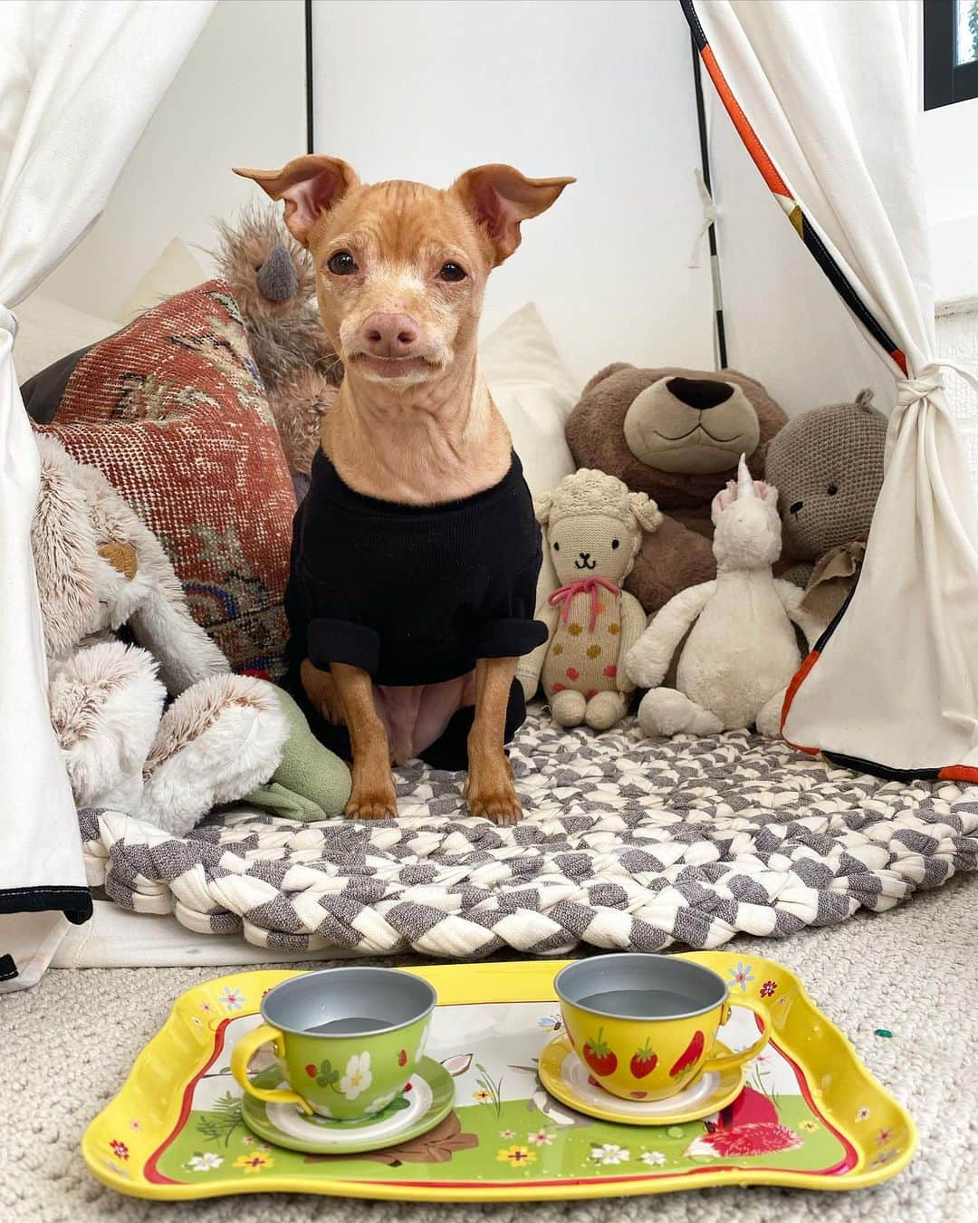 Tuna {breed:chiweenie} さんのインスタグラム写真 - (Tuna {breed:chiweenie} Instagram)「Disclaimer: Get ready to melt! My friend, @sarahhatter, sent Grace this adorable tin tea party set, and my other friend, @panamhunter, sent her this gorgeous, hand-crocheted playtime/pet mat that her company, @sheltered.co, designs and produces in Los Angeles made from deadstock fabric, so that Grace and Tuna can sit on something cosy. Scroll over to watch the tea party in action. More in stories. 🫖🫖🫖」2月26日 4時48分 - tunameltsmyheart