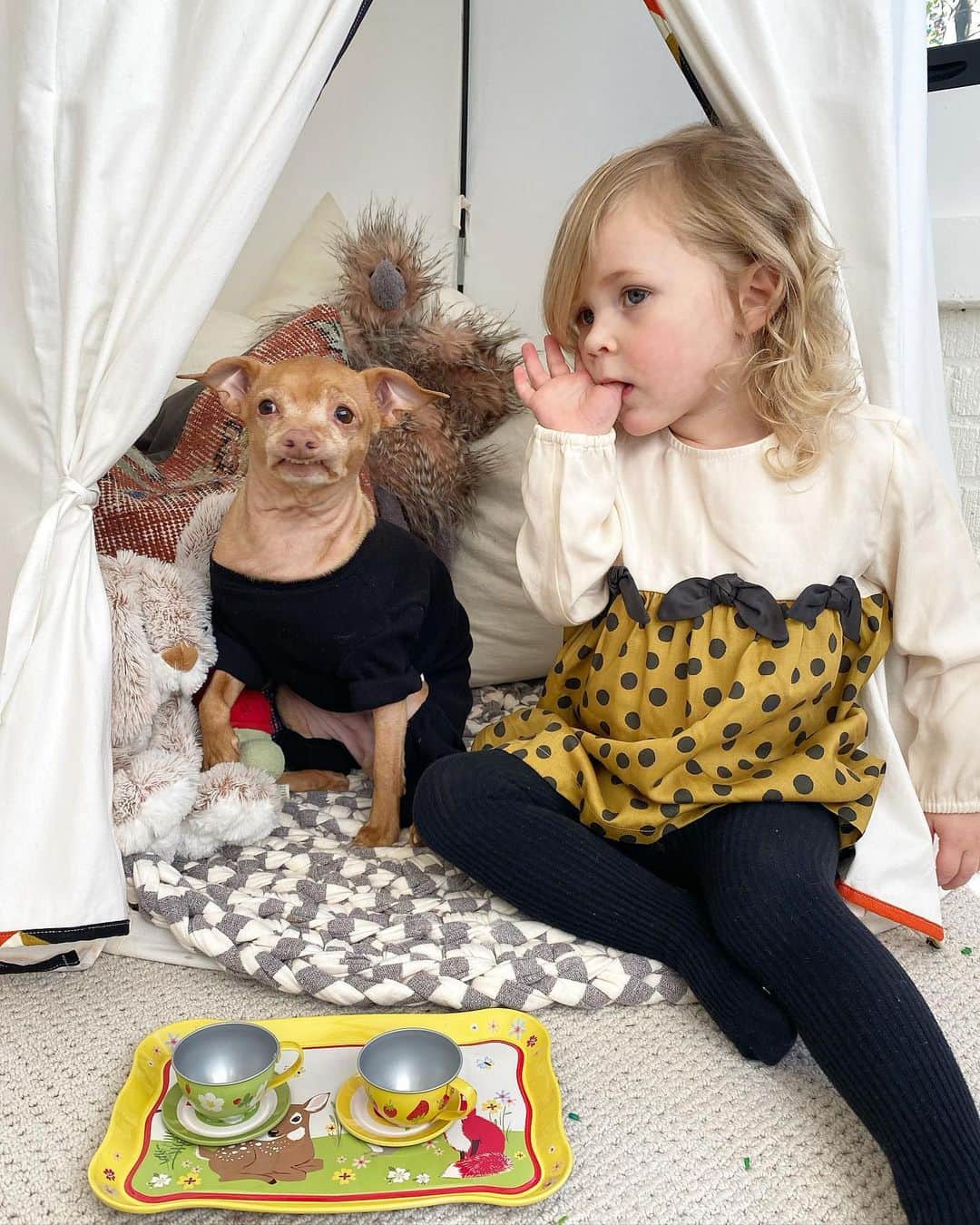Tuna {breed:chiweenie} のインスタグラム：「Disclaimer: Get ready to melt! My friend, @sarahhatter, sent Grace this adorable tin tea party set, and my other friend, @panamhunter, sent her this gorgeous, hand-crocheted playtime/pet mat that her company, @sheltered.co, designs and produces in Los Angeles made from deadstock fabric, so that Grace and Tuna can sit on something cosy. Scroll over to watch the tea party in action. More in stories. 🫖🫖🫖」