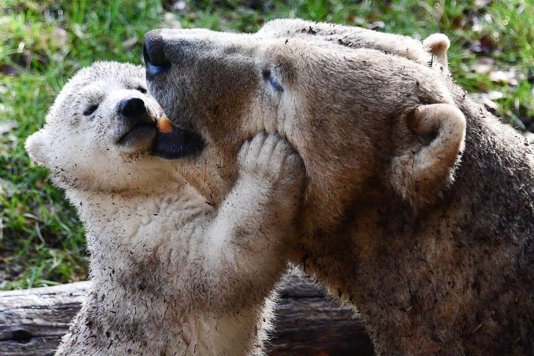 ルモンドのインスタグラム：「Né le 22 novembre 2020, le dernier ourson polaire ayant vu le jour au parc zoologique et botanique de Mulhouse (Haut-Rhin) a pu effectuer ses premier pas en extérieur ce jeudi, sous l’oeil des employés du zoo, de la presse locale, et bien sur sous surveillance étroite de sa mère Sessi. Le sexe et le nom de l’ours de trois mois ont été dévoilés à cette occasion, il s’agit d’une femelle, nommée Kara. Elle pèse 16 kilos et se porte à merveille.⁣ -⁣ L’oursonne polaire Kara et sa mère Sessi le 25 février à Mulhouse. Photo : Sébastien Bozon / AFP (@afpphoto)⁣ -⁣ #nature #animaux」
