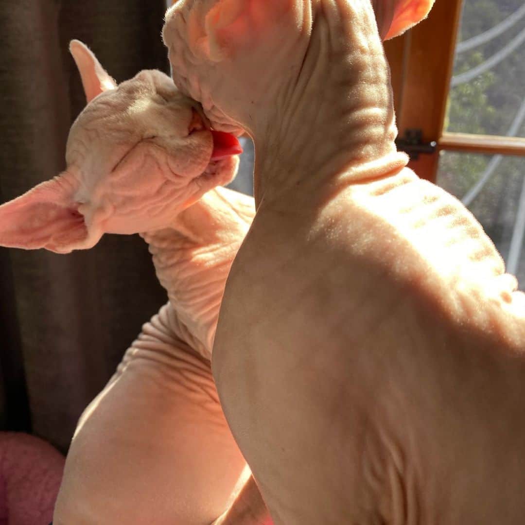 マーガレット・チョーのインスタグラム：「#sphynx #onlyfans」