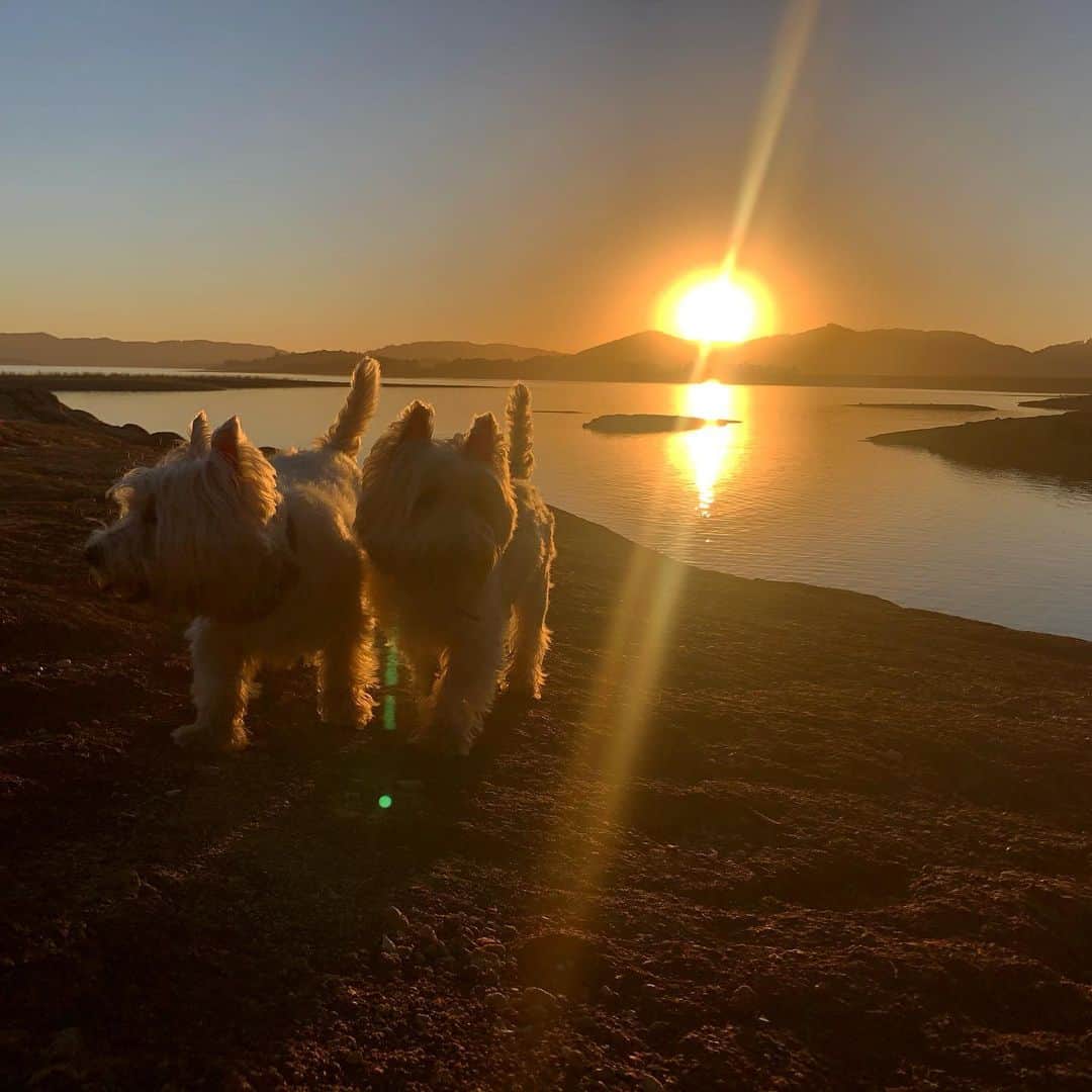 クラウディオ・リースのインスタグラム：「Mis bebes peludos !!!  @facuemiwestie」