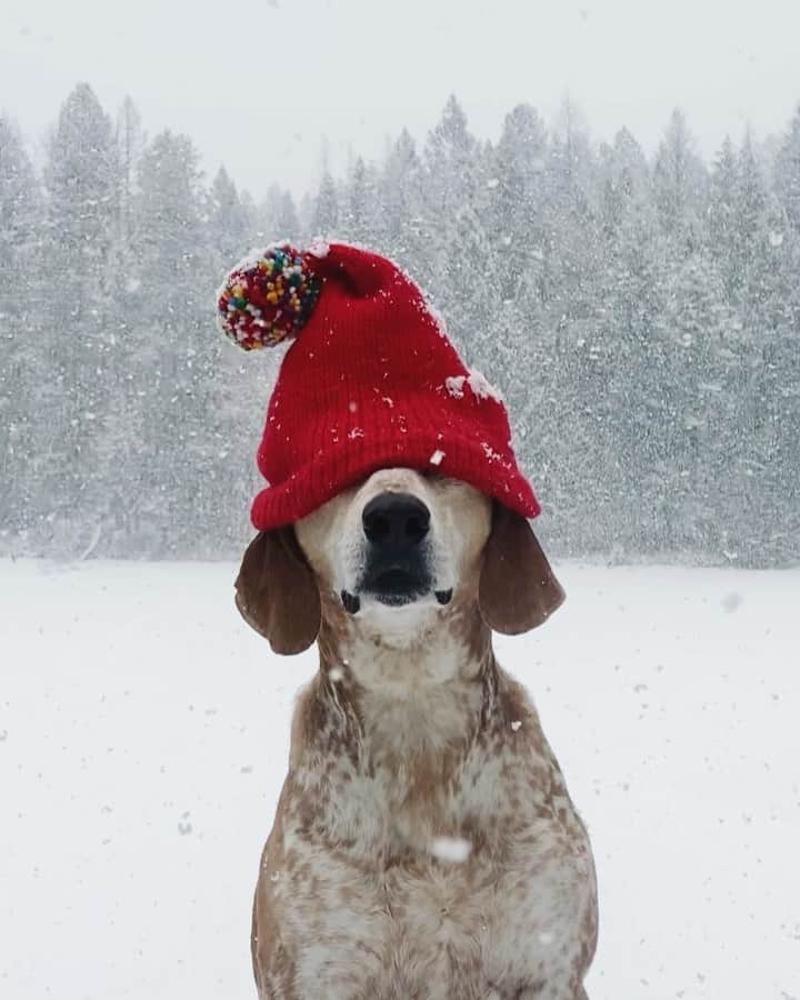 マディのインスタグラム：「Snow day ⛄️」