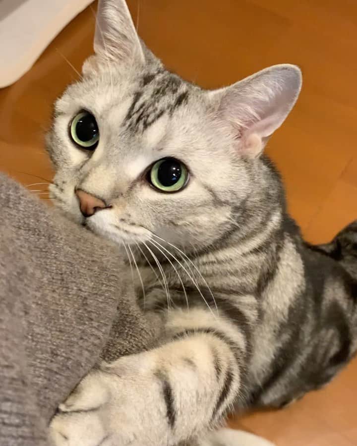 のインスタグラム：「Good morning! Bonjour!﻿ Mom! Come with me! (My mom can’t refuse my request). * おはようございますにゃん！ ママ、一緒に来て！（ママは僕のお願いは断れないにゃよ）。 * ママはテレワーク中ですが、夕ごはんの時間になり、”ごはんを食べるところを見に来て応援して！”と、何度もこの前足タッチをしてきます。ここからわずか1.5メートルくらいのところに、すでにカリカリは出ています。なのに。なぜかひとりではなく、私に「付き添い」してほしがるのです。 猫漫画を見てると、「トンちゃん」や「菊ちゃん」も、飼い主の付き添いを求めていますよね。みなさんのおうちのネコチャンはどうですか？ * #catstagram #cat_features  #topcatphoto #cutepetclub #catsofinstagram #cats_of_world #meowsandwoofs #meowvswoof﻿ #excellent_cats #catstocker  #bestmeow #INSTACAT_MEOWS #peco #animalsco #mofmo #みんねこ #ふわもこ部 #ねこのきもち #アメショー #アメリカンショートヘア #猫 #猫好きさんと繋がりたい #nekoclub」