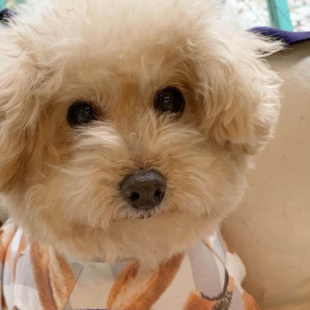 Maruさんのインスタグラム写真 - (MaruInstagram)「🐩 「どうしたの？なんでも話してよ」 優しいおばちゃんみたいな こんな表情をよくします。 なにかご相談がある方、 まるちゃんにお話ししてみませんか？W  #よろずまるまる相談所 . . #dog #ilovemydog #toypoodle#dogstagram  #instadog #トイプードル#癒し犬#トイプー#今日のわんこ#幸せお届け隊#ふわもこ部」2月26日 6時52分 - akiyomaru