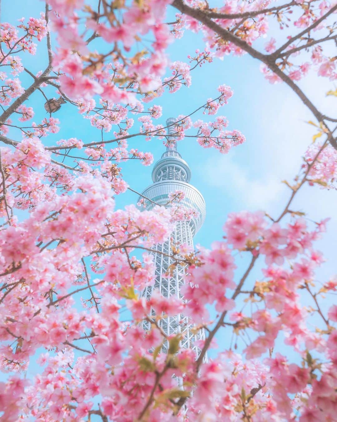 ももせゆきのインスタグラム：「🌸♡  🗼 鳥さんがいるんだけど見付けられるかな？🕊 花粉は辛いけど春の絶景が大好きだー🌸❤️みんなのTLが春色で見ててワクワクする🌸  ・  ・  ・ ・ 過去pic📷 ・  #s_shot  #team_jp_ #IG_PHOS#japan_daytime_view #genic_mag#instagram#IGersJP #retrip_nippon #hubsplanet  #カメラ女子 #カメラ好きな人と繋がりたい #ファインダー越しの私の世界 #tokyocameraclub #awesome_earthpix  #タビジョ#art_of_japan_ #hellofrom #whim_member #japan_of_insta#写真撮ってる人と繋がりたい#beautifuldestinations #canon_photos #wonderful_places #thetunneloflove #earthfocus #lovers_nippon  #じゃびふる #スカイツリー  #jaltrico #JALトーク @japanairlines_jal」