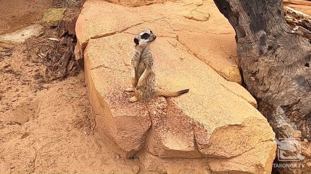 タロンガ動物園のインスタグラム