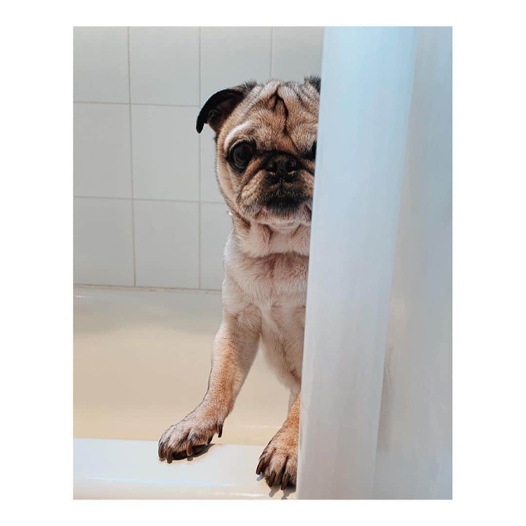 Melissa Santiagoのインスタグラム：「Clean pig is the fuzziest pig #DailyPug #LeicaHarrietPancakes」