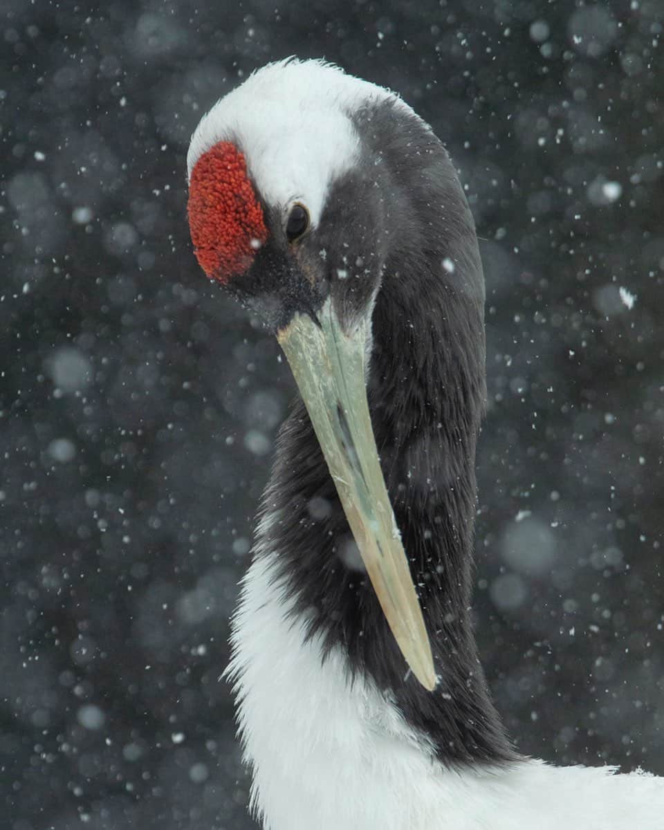 Tim Lamanのインスタグラム：「Photo by @TimLaman.  Red-crowned Crane, preening during a snowstorm.  In my humble opinion, this is one of the most elegant of all birds.  What do you think? - I shot this captive bird earlier this week at the Ripley Waterfowl Conservancy in Connecticut. They are a breeding facility focused on maintaining genetic diversity of rare and endangered species, and an education center for the next generation of conservationists.  If you are not familiar with them, check them out at www.ripleyconservation.org and follow @Ripley_ducks. #redcrownedcrane #endangeredspecies #birds #birdphotography #nature #snow」