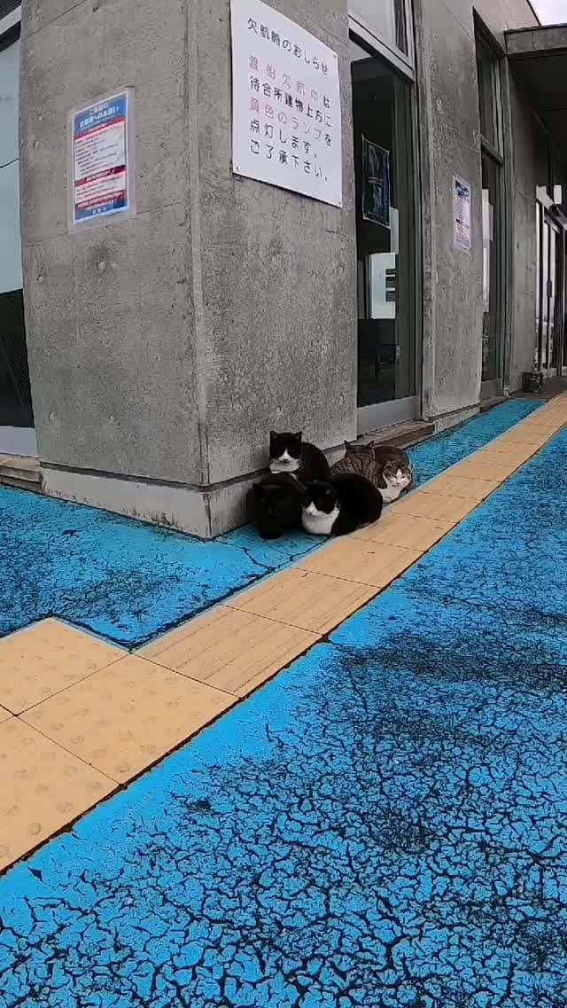 感動猫動画のインスタグラム