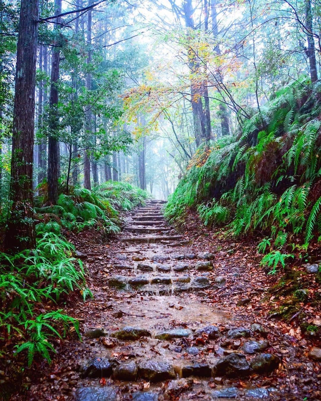 Visit Wakayamaのインスタグラム：「. ⠀ Rainy days add a certain mystical sheen to the forested trails of Kumano. ⠀ 📸 @toyo.photo⠀ 📍 Kumano Kodo, Wakayama」