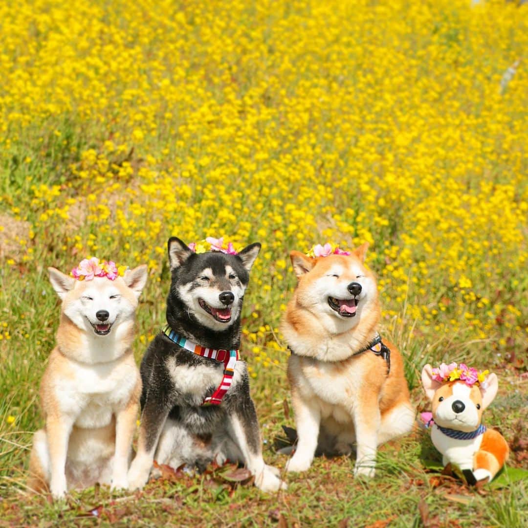 柴犬 けんしろう ゆりあのインスタグラム：「🌼🐶🐶🐶🐶🌼  2/23ご近所隊集合〜🐾🐾🐾🐾 河津桜の公園までのんびりお散歩しました🌸 (photoはちょうど1年前の集合の時のものです🌼)  「けんちゃん桜の下で昼寝&盗撮ご遠慮願います」🤣 「ユリリンモンローお尻盗撮ご遠慮願います」🤣 などなど、ストーリーズでお散歩の模様をご覧下さいませ😘  お散歩後はコーヒーをテイクアウトして、広々快適健太くんCarでママたちトークタイム☕️(かたわらに癒しの楓ちゃん付き🥰) ゆりあの成長をわが子のようにそばで見守り続けてくださっている健太ママと楓ママから、おめでとう、がんばったね、と心のこもったバースデーカードを頂いたり🎂けんちゃんのことでたくさんお話を聞いてもらい、ハイシニアならではの悩みにみんなで涙したり.. 心のつかえがすーっととれて本当に本当に救われました🥺健太ママ楓ママありがとうございました🙏❤️  そして、自分から食べるのをやめていたけんちゃんがお散歩中健太ママと楓ママの手からおやつをぱくぱく食べたんですーーー🥺🥺🥺 この日からおうちでもおやつをぱくぱく食べてくれるようになったんですよ😍😍😍  来月のお散歩集合前に食欲が落ちたら、けんちゃんとおやつの袋を抱えて、健太くん&楓ちゃんマンションのエントランスへ行かなくっちゃ😆❤️ . . Location:Chiba(2020年撮影)」