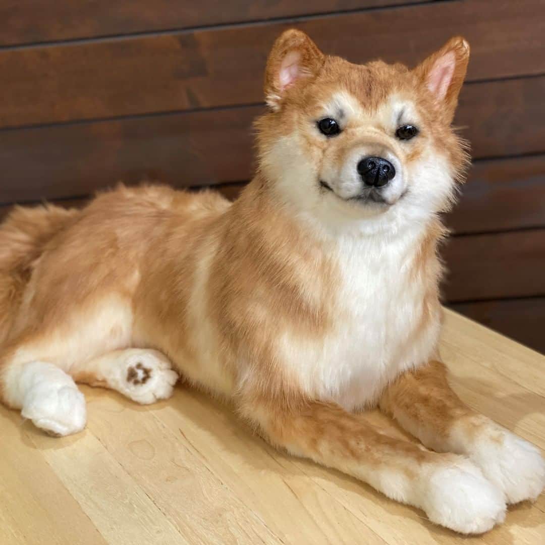 PECO Hugのインスタグラム：「#柴犬 の次郎くんぬいぐるみをご紹介🐶✨ 伏せ姿を表現しました！ . . 【オーダーメイドぬいぐるみPECO Hug】 @pecohug_official https://www.pecohug.co.jp/  #pecohug #ペコハグ #オーダーメイドぬいぐるみ #犬 #dog #ぬいぐるみ #ぬいどり #愛犬 #ペット」