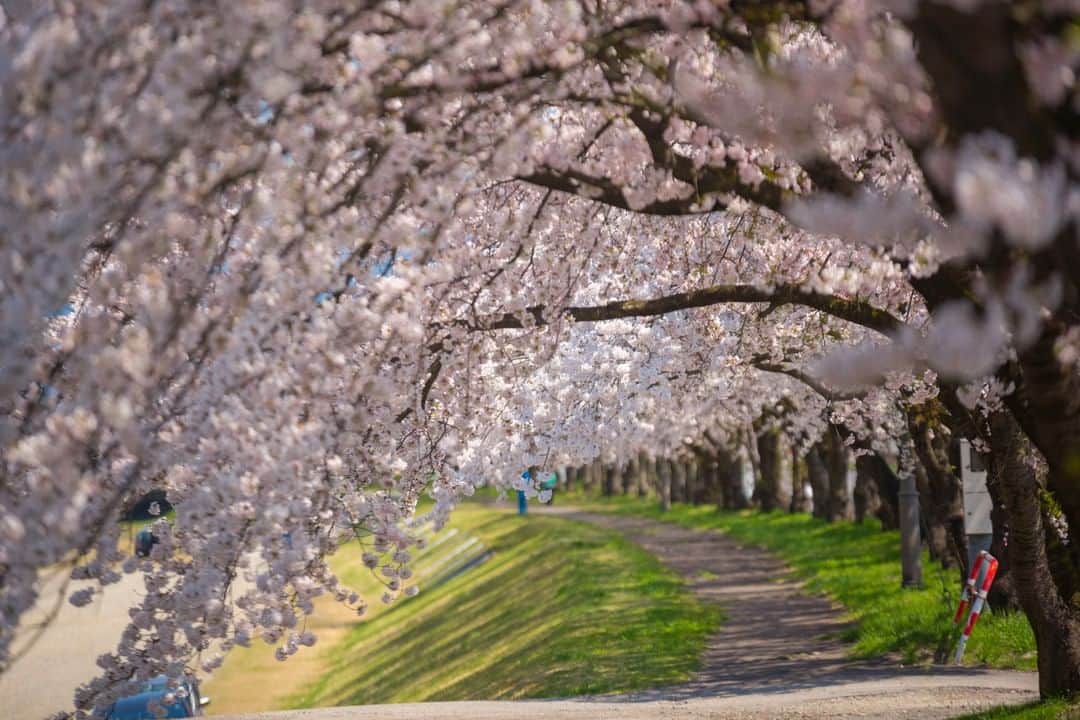 TOBU RAILWAY（東武鉄道）さんのインスタグラム写真 - (TOBU RAILWAY（東武鉄道）Instagram)「. 🚩Miya-kawa Sembon Zakura - Aizu, Japan . . [“Miya-kawa Sembon Zakura (1,000 cherry blossom trees)” Recommended as a Beautiful Cherry Blossom Spot!] . Between Miyase Bridge and Nakagawa Bridge in Aizumisato Town, the banks of the Miya-kawa River become very beautiful cherry blossom spots from mid to late April every year. These cherry blossoms go perfectly with Mt. Bandai in the background as well. To visit these spots, use the “Yuttari Aizu Tobu Free Pass” and go to Nishi-Wakamatsu Station, take a train on the JR Tadami Line, get off at Aizu-Takada Station, and walk for approximately 20 minutes. If you visit Aizu in spring, please visit these spots!  . .  #visituslater #stayinspired #nexttripdestination . . #aizu #宮川千本桜 #tohoku #japantrip #discoverjapan #travelgram #cooljapan #tobujapantrip #unknownjapan #jp_gallery #visitjapan #japan_of_insta #art_of_japan #instatravel #japan #instagood #travel_japan #exoloretheworld #ig_japan #explorejapan #travelinjapan #beautifuldestinations #japan_vacations #beautifuljapan #japanexperience #cherryblossomjapan #japanspring」2月26日 18時00分 - tobu_japan_trip