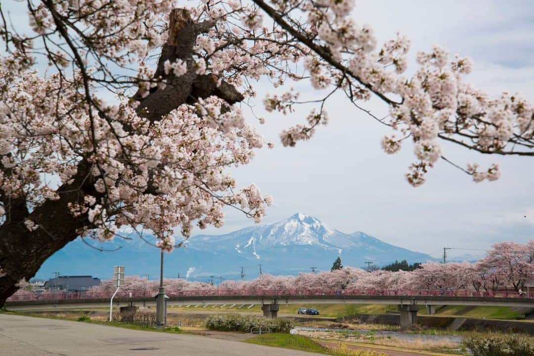 TOBU RAILWAY（東武鉄道）さんのインスタグラム写真 - (TOBU RAILWAY（東武鉄道）Instagram)「. 🚩Miya-kawa Sembon Zakura - Aizu, Japan . . [“Miya-kawa Sembon Zakura (1,000 cherry blossom trees)” Recommended as a Beautiful Cherry Blossom Spot!] . Between Miyase Bridge and Nakagawa Bridge in Aizumisato Town, the banks of the Miya-kawa River become very beautiful cherry blossom spots from mid to late April every year. These cherry blossoms go perfectly with Mt. Bandai in the background as well. To visit these spots, use the “Yuttari Aizu Tobu Free Pass” and go to Nishi-Wakamatsu Station, take a train on the JR Tadami Line, get off at Aizu-Takada Station, and walk for approximately 20 minutes. If you visit Aizu in spring, please visit these spots!  . .  #visituslater #stayinspired #nexttripdestination . . #aizu #宮川千本桜 #tohoku #japantrip #discoverjapan #travelgram #cooljapan #tobujapantrip #unknownjapan #jp_gallery #visitjapan #japan_of_insta #art_of_japan #instatravel #japan #instagood #travel_japan #exoloretheworld #ig_japan #explorejapan #travelinjapan #beautifuldestinations #japan_vacations #beautifuljapan #japanexperience #cherryblossomjapan #japanspring」2月26日 18時00分 - tobu_japan_trip