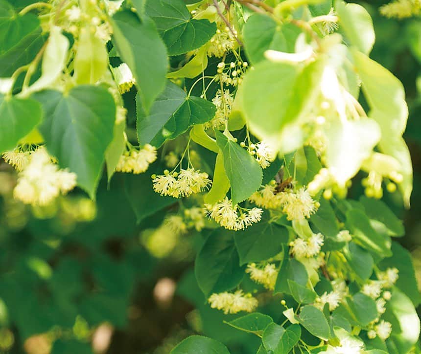 生活の木 Tree of life 【公式Instagram】のインスタグラム：「実りある満月に、リンデンの香りを❇️ ㅤㅤㅤㅤㅤㅤㅤㅤㅤ 春めいたと思ったら寒かったり。 スプリングコートとダウンを見比べては悩んだり。 暖かさは行ったり来たりですが、 気づけば木の芽はふくらみ、季節はちゃんと歩みを進めています。 ㅤㅤㅤㅤㅤㅤㅤㅤㅤ リンデンの木(Tilia cordata)を見たことがありますか？ 日本では西洋菩提樹とも呼ばれるシナノキ科の植物は、 初夏にかけてクリーム色の可憐な小花をたくさん咲かせます。 ㅤㅤㅤㅤㅤㅤㅤㅤㅤ ブロッサムは、元来は「実をつける木に咲く花」を指すそう。 桜がチェリーブロッサムなのは、さくらんぼの実が生るからなのですね。 ㅤㅤㅤㅤㅤㅤㅤㅤㅤ 生活の木でこのシーズンにお届けしている リンデンブロッサムのシリーズは、 その名の通り「リンデンの木に咲く花」の香り。 やさしい甘さの中に、 風に揺れる葉を思わせるさわやかさがあります。  ................................................ ㅤㅤㅤㅤㅤㅤㅤㅤㅤ 新たな季節に思いを馳せると、 ちょっぴりワクワク🌝 何か実りそうな、まあるく豊かな気持ちに。 ㅤㅤㅤㅤㅤㅤㅤㅤㅤ 満月を迎えるこの週末、 リンデンの香りを楽しんでみてはいかがですか？ ㅤㅤㅤㅤㅤㅤㅤㅤ ................................................ㅤㅤㅤㅤ ❇️シアバターハンドクリームライト   ほんのり甘い、グリーンな香り。軽いつけ心地でベタつきません。スマホやPC操作の多い方にもおすすめ。 ㅤㅤㅤㅤㅤㅤㅤㅤㅤ ❇️リードディフューザー  グリーンシトラスの香りのリードディフューザー。 甘酸っぱい香りが優しく広がります。 お部屋に、次なる季節を呼び込んで。 ................................................  リンデンとは別の植物になりますが、菩提樹の小ネタです。 菩提樹は世界各地で様々なエピソードがあり、クワ科のインド菩提樹はアーユルヴェーダの聖地インド・スリランカでも古くから神聖な木として大切にされているんですって。  #満月 #満月前夜 #月の満ち欠け #月のリズム#満月の香り#リンデン #リンデンブロッサム#菩提樹#アーユルヴェーダ#聖なる木#聖木#神木 #ブロッサム#花の香り #リードディフューザー #ディフューザー#ハンドクリーム#ハンドケア #シア#シアバター #うるおい#保湿ケア  #自然と暮らす #ナチュラルな暮らし #ハーブ #アロマ #アロマテラピー #ナチュラルスキンケア #ウェルネス #生活の木」