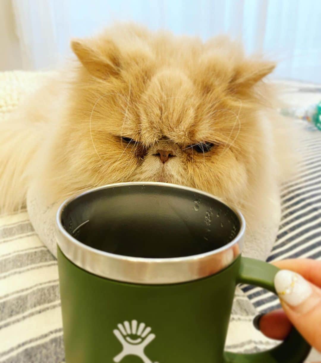 ミッシュのインスタグラム