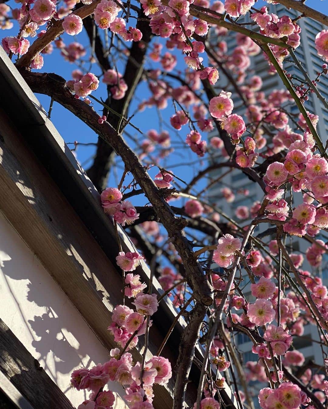 黒澤まさ美さんのインスタグラム写真 - (黒澤まさ美Instagram)「. 最近みつけた#春 🌸 . #springhassprung  . #springhascome  #spring #cherryblossom  #plumblossom  #sakura #kawazuzakura  #ume #河津桜 #桜 #梅」2月26日 16時44分 - masami_kurosawa