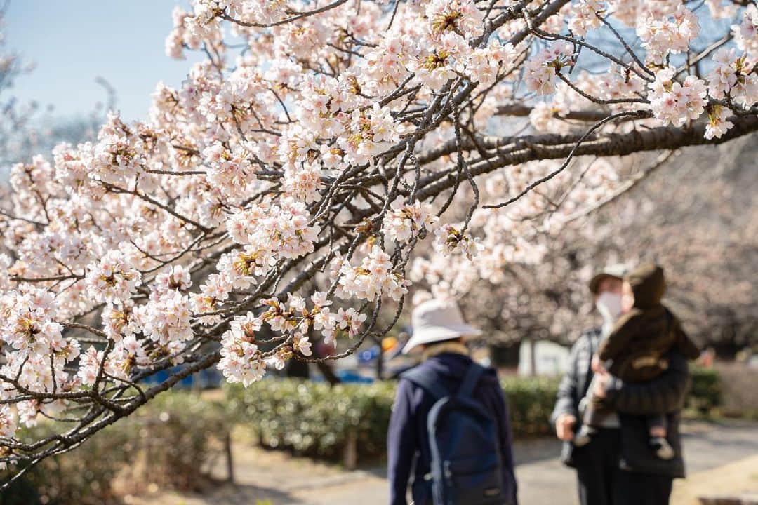平塚市さんのインスタグラム写真 - (平塚市Instagram)「* レモンガススタジアム平塚中央ゲート付近の 河津桜と大池周辺の玉縄桜が満開になりました。 移動の途中で見かけ、美しさに思わず写真に収めました。 新型コロナウイルスの影響で、おでかけも 近所のお散歩が中心になってはや１年ほどですが、 近所にも綺麗なものがたくさんあることに 改めて気づいた人も多いかもしれませんね。 *** #手をつなぎたくなる街 #hiratsukagood #hiratsuka#平塚 #公園#総合公園 #平塚市総合公園 #桜#さくら#サクラ#🌸 #cherryblossom #早咲き#玉縄桜#河津桜 #はなすたぐらむ #はなまっぷ#ザ花部 #週末の過ごし方 #日々#暮らし #instagramjapan#igersjp」2月26日 16時55分 - hiratsukagood