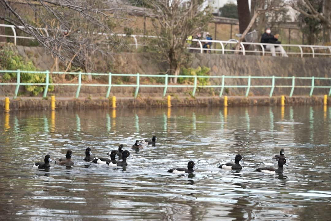 東京都庁広報課さんのインスタグラム写真 - (東京都庁広報課Instagram)「「武蔵関公園 Musashiseki park(2021.1.22撮影)」最寄り駅：東伏見駅 #武蔵関　#東伏見  #公園　#西武新宿線　#西東京市　#西武線　#池のある公園 #tokyotokyo #tokyogram #moodygrams #jp_gallery #ptk_japan #gdayjapan #realtokyo #beautifuldestinations #tokyojapan #instatokyo #loves_nippon #phos_japan #bestjapanpics #cooljapan #japan_of_insta #photo_jpn #illgrammers #景色 #東京 #Tokyo #东京 #도쿄 #tokyogood」2月26日 17時01分 - tocho_koho_official