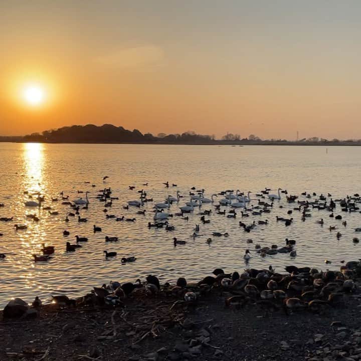 のインスタグラム：「今年も沢山の白鳥が来てる🦢 その周りに沢山の鴨。 あぁ、美味しそ、、、可愛いなぁ〜🙃w  #白鳥 #綺麗な夕日🌇」