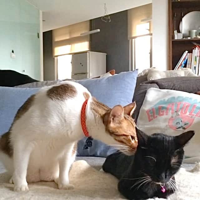 Katetsaiのインスタグラム：「我是幫你吹掉頭皮屑啦 Let me blow your dandruff off.  #我不是癡漢啦 #瞧吉美緊張的咧 #小姐給親嗎  #cat #neko #ネコ #ねこ #猫  #Machifansclub #麻吉Machi #吉美jigme #Jigmefansclub #catsofinstagram #katetsaivideo」