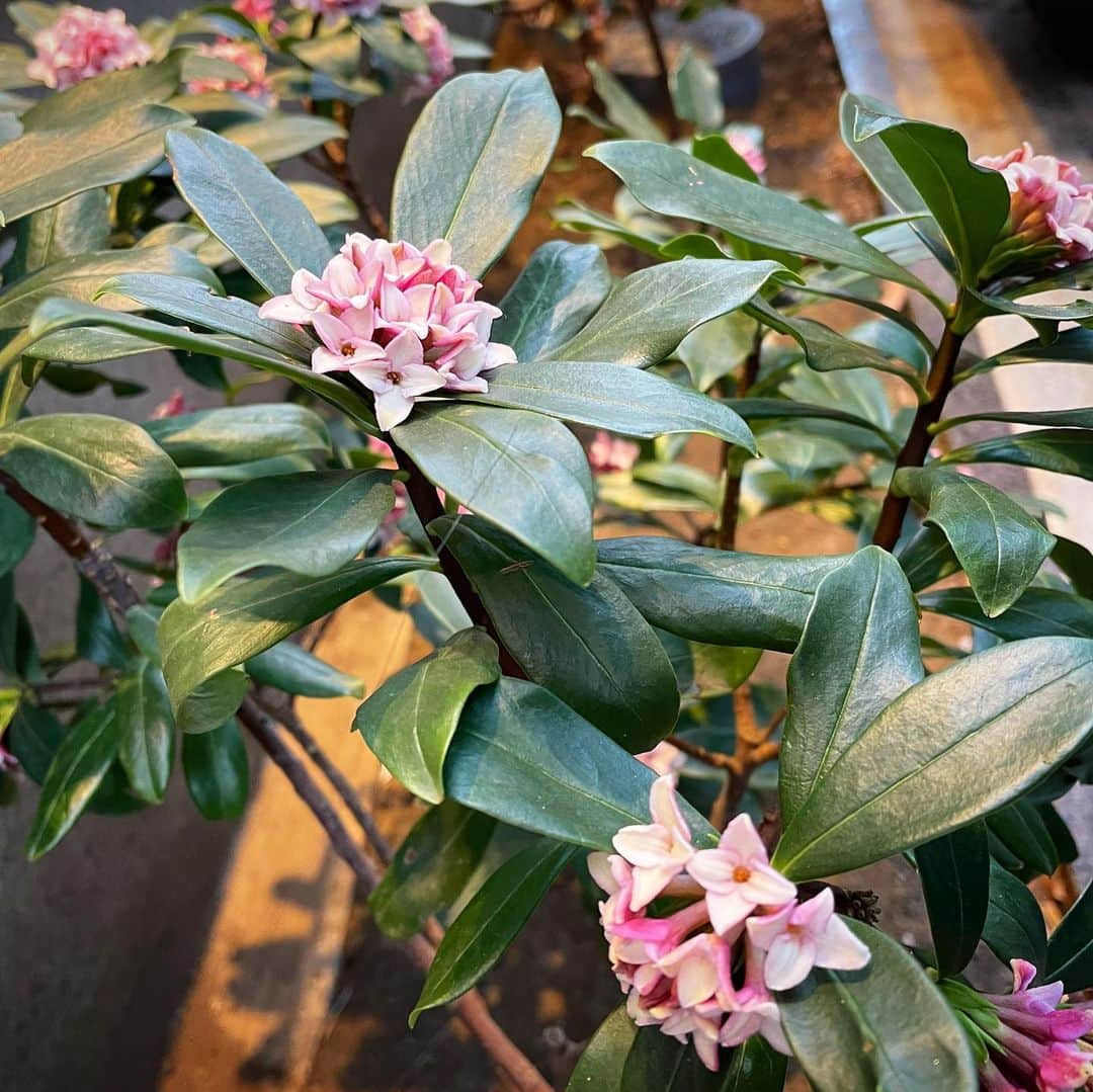 田中香子さんのインスタグラム写真 - (田中香子Instagram)「ふんわりと。 己れの香水かなと思ったけども 匂いを辿ったらやっぱり 咲いてた、こぢんまり。 桜も咲いてた。  くもりだけど、 春だ、春。  #沈丁花 #ジンチョウゲ  #桜 #spring #springhascome  #daphne #cherryblossom」2月26日 17時17分 - soo.yt