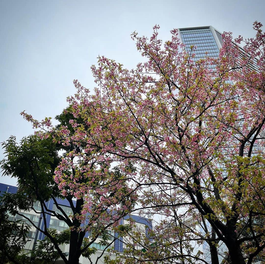 田中香子さんのインスタグラム写真 - (田中香子Instagram)「ふんわりと。 己れの香水かなと思ったけども 匂いを辿ったらやっぱり 咲いてた、こぢんまり。 桜も咲いてた。  くもりだけど、 春だ、春。  #沈丁花 #ジンチョウゲ  #桜 #spring #springhascome  #daphne #cherryblossom」2月26日 17時17分 - soo.yt