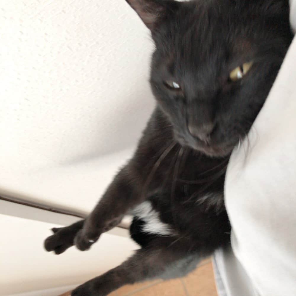 おーせさんのインスタグラム写真 - (おーせInstagram)「バッグ？ なにこのフィット感wwwww  なんかね、肩掛けバックがものすごく安定したポジションにかかっているような感覚wwwww  抱っこしにきていいよ。  ついでに嫁にもらえ。  #クロネコ #catstagram #多頭飼い #Blackcat #ねこ #猫のいる生活#3本足の猫#黒猫#保護猫#出会いは譲渡会#cat #森家のどうぶつ園」2月26日 17時18分 - oosedon